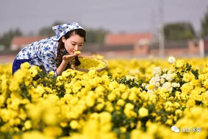 云臺冰菊基地發(fā)生了什么？一批批領(lǐng)導(dǎo)專家團隊前來！