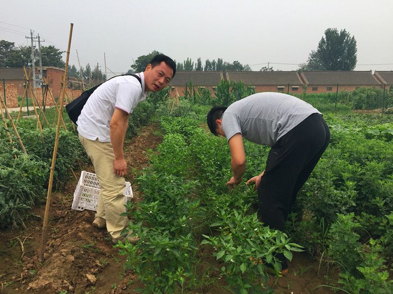 好利來郭總喊您來摘菜啦！綠色無公害，放心！