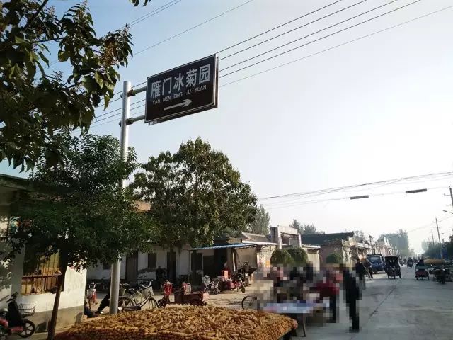 如何找到云臺(tái)冰菊？怎樣找到云臺(tái)冰菊？